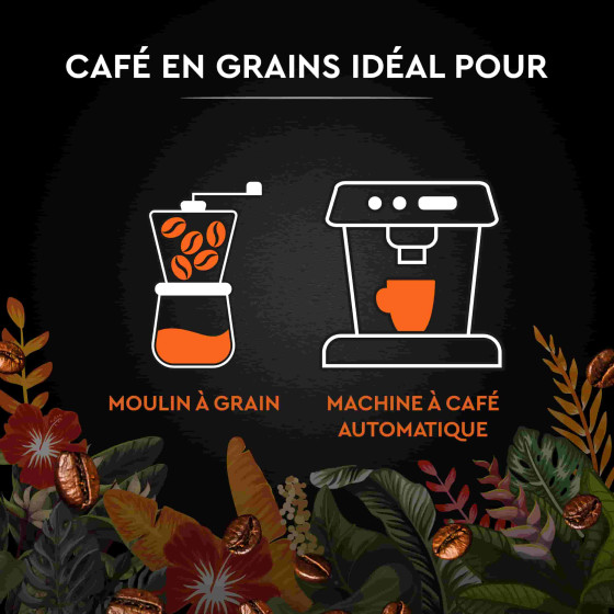 Café en Grains Carte Noire Secrets de Nature Catuai Romex - 1 Kg