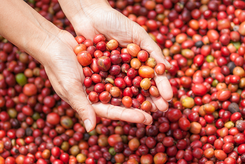 Quelles sont les différentes variétés de café en grain ? - L'Arbre