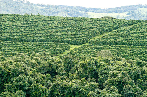 Plantation de café colombien