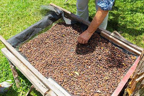 séchage du café au costa Rica