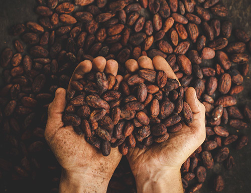 fève de cacao tenu dans les mains