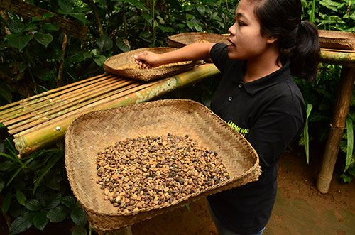 Producteur de café en Indonésie