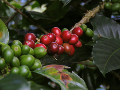 plantes café